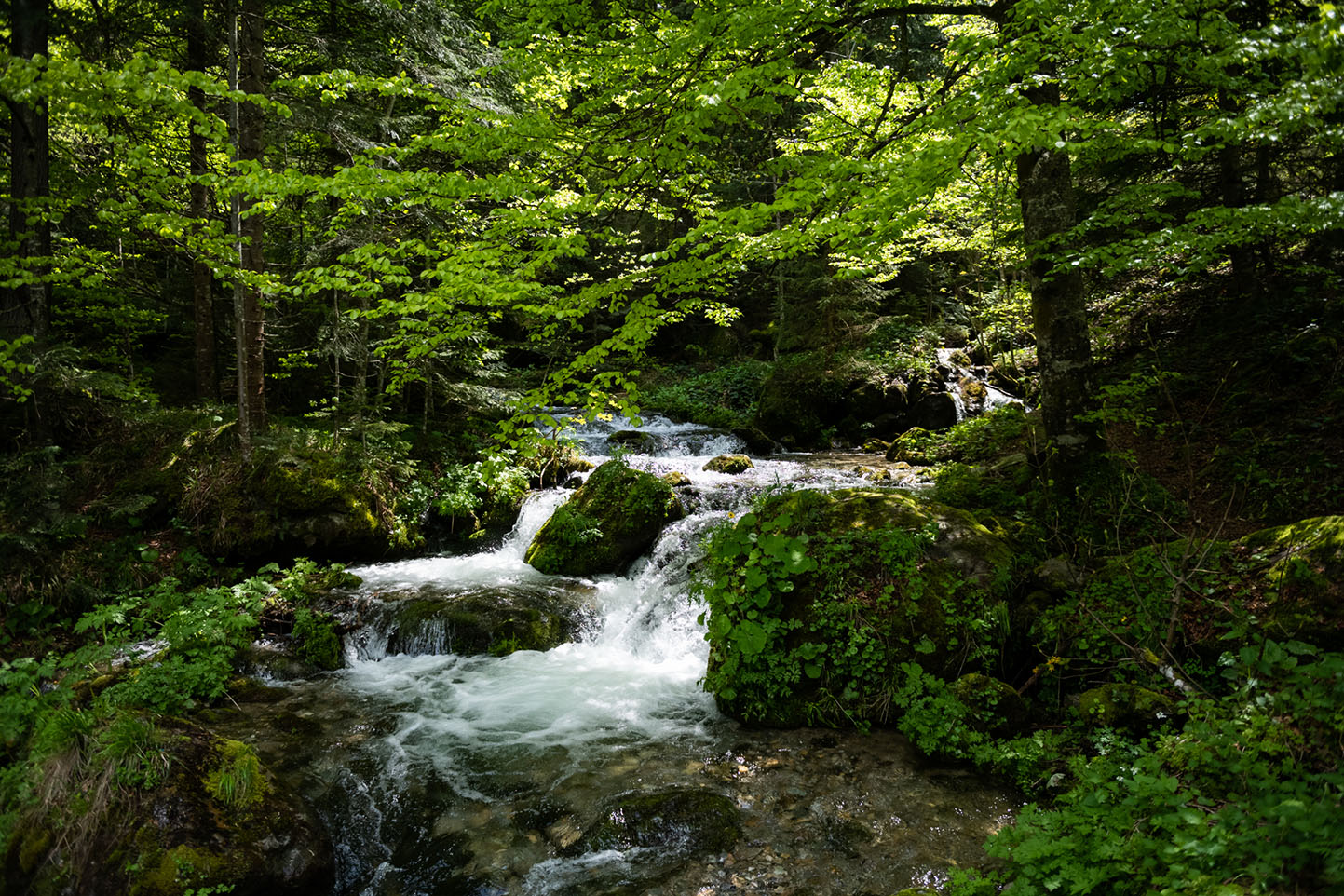 spa_projekat-pp_prokosko-102